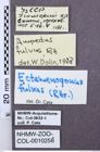 Etiketten zu Gamepenthes pictipennis (NHMW-ZOO-COL-0010258)